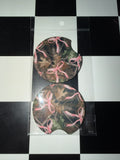 Camo & Pink Bows Car Coaster Set